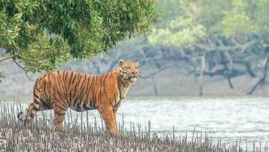 Photo of শ্যামনগরে বাঘের আক্রমণে মৌয়াল নিহত